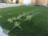 Weed Prevention